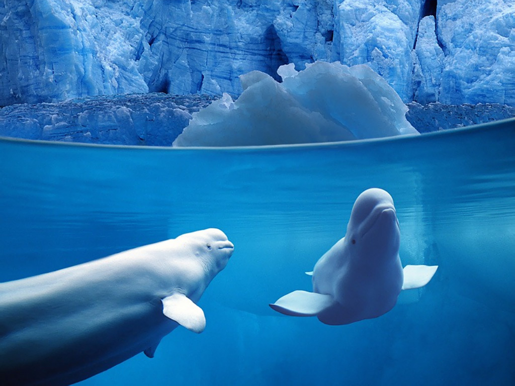Dolphins
